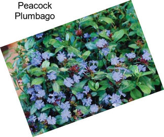 Peacock Plumbago