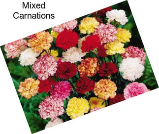 Mixed Carnations