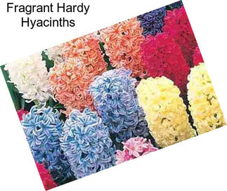 Fragrant Hardy Hyacinths