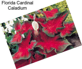 Florida Cardinal Caladium