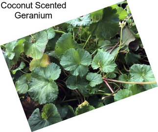 Coconut Scented Geranium