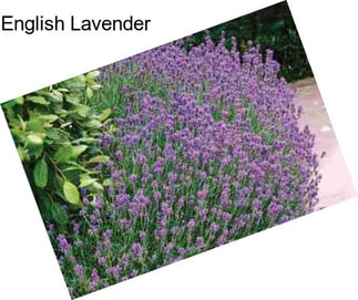 English Lavender