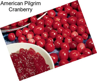 American Pilgrim Cranberry