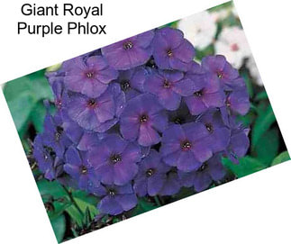 Giant Royal Purple Phlox