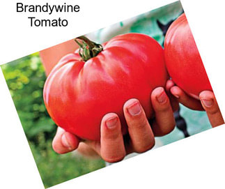 Brandywine Tomato