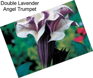 Double Lavender Angel Trumpet