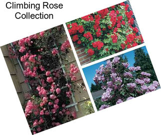 Climbing Rose Collection