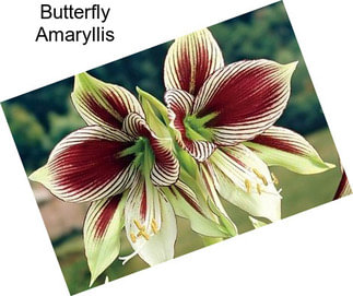 Butterfly Amaryllis