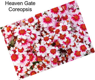 Heaven Gate Coreopsis