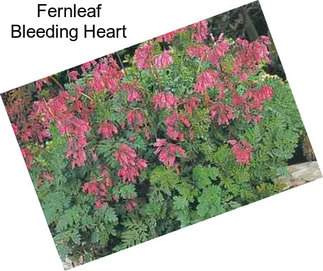 Fernleaf Bleeding Heart