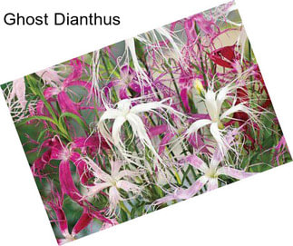 Ghost Dianthus