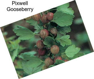 Pixwell Gooseberry