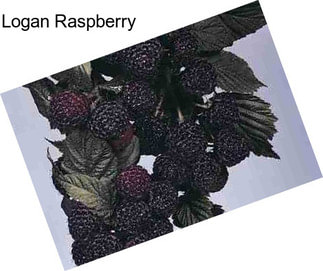 Logan Raspberry