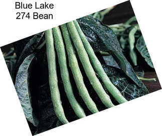 Blue Lake 274 Bean