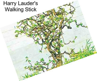 Harry Lauder\'s Walking Stick