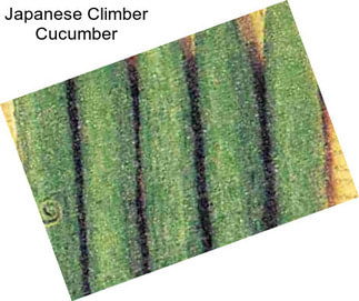 Japanese Climber Cucumber