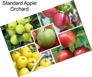 Standard Apple Orchard