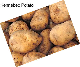 Kennebec Potato