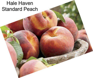 Hale Haven Standard Peach