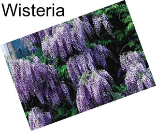 Wisteria