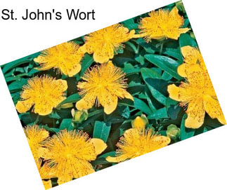 St. John\'s Wort