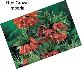 Red Crown Imperial