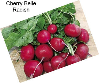 Cherry Belle Radish