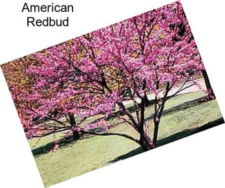 American Redbud