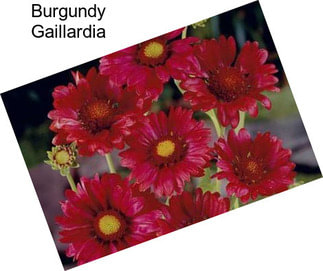 Burgundy Gaillardia