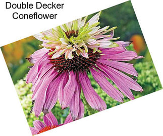Double Decker Coneflower