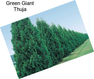 Green Giant Thuja