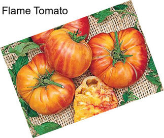 Flame Tomato