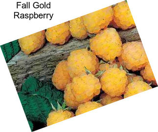 Fall Gold Raspberry