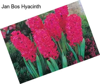 Jan Bos Hyacinth