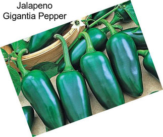 Jalapeno Gigantia Pepper