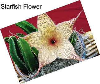 Starfish Flower