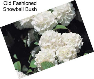 Old Fashioned Snowball Bush