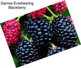 Darrow Everbearing Blackberry