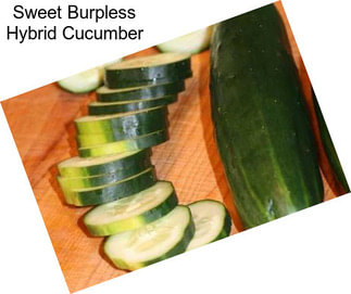 Sweet Burpless Hybrid Cucumber