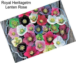 Royal Heritagetm Lenten Rose