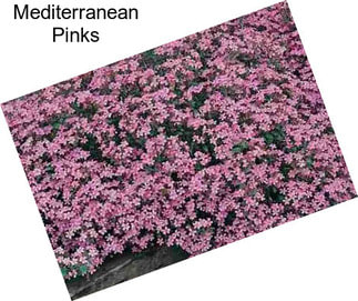 Mediterranean Pinks