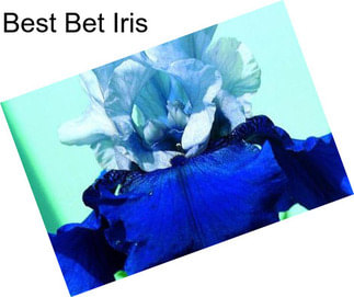 Best Bet Iris