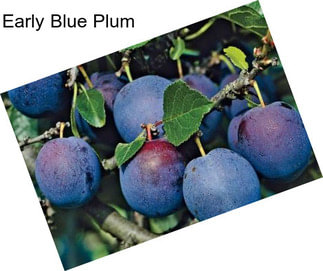 Early Blue Plum