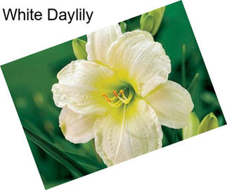 White Daylily