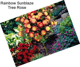 Rainbow Sunblaze Tree Rose