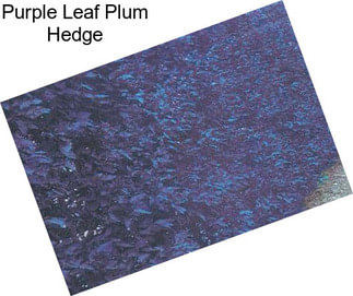 Purple Leaf Plum Hedge