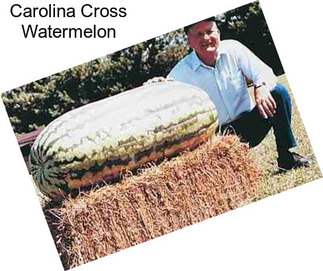 Carolina Cross Watermelon