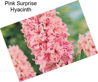 Pink Surprise Hyacinth