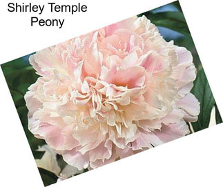 Shirley Temple Peony