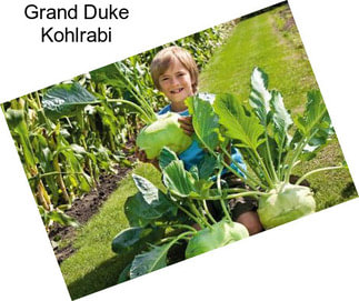 Grand Duke Kohlrabi